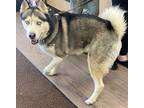 Taz Husky Adult Male