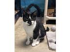 Mica Domestic Shorthair Young Male