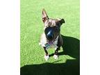 LILY Bull Terrier Young Female