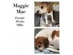 Maggie May Beagle Puppy Female