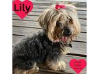 Lily Yorkie, Yorkshire Terrier Senior Female