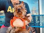 Wallaby Yorkie, Yorkshire Terrier Adult Male