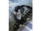 Avon Barksdale Domestic Shorthair Kitten Male