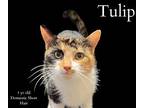 Tulip Domestic Shorthair Young Female