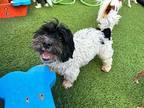 Shadow Havanese Adult Male