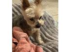 Picasso Yorkie, Yorkshire Terrier Senior Male