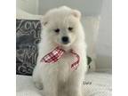 Samoyed Puppy for sale in Mc Clure, PA, USA