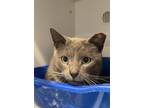 Tipper Domestic Shorthair Adult Male