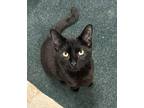 Wednesday Domestic Shorthair Young Female