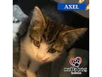 Axel (Courtesy Post) Domestic Shorthair Kitten Male