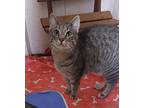 Shire Domestic Shorthair Young Male