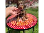 Doberman Pinscher Puppy for sale in Hurdle Mills, NC, USA