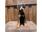 Doberman Pinscher Puppy for sale in Hurdle Mills, NC, USA