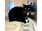 CLAUDE/STINKY Domestic Shorthair Young Male
