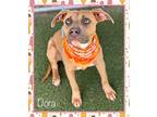 DORA American Staffordshire Terrier Young Female
