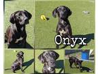 Onyx Labrador Retriever Adult Male