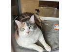 ABBY Domestic Shorthair Senior Female