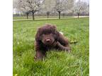 Newfoundland Puppy for sale in North Branch, MI, USA