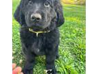 Newfoundland Puppy for sale in North Branch, MI, USA