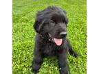 Newfoundland Puppy for sale in North Branch, MI, USA