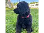 Newfoundland Puppy for sale in North Branch, MI, USA