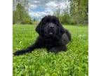 Newfoundland Puppy for sale in North Branch, MI, USA