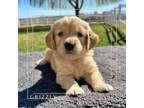 Golden Retriever Puppy for sale in Melba, ID, USA