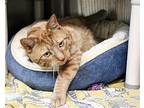 Bruce Domestic Shorthair Adult Male