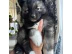 Siberian Husky Puppy for sale in Virginia Beach, VA, USA