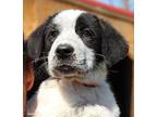 Daisy St. Bernard Puppy Female