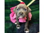Luisa Blue Lacy/Texas Lacy Puppy Female