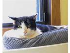 Connor Domestic Shorthair Adult Male