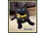 SUNDAE Domestic Shorthair Kitten Female