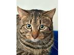 Deckster Domestic Shorthair Adult Male