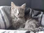 Mankey (Cecil Seven Litter) Domestic Mediumhair Kitten Male