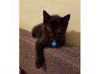 Ruger Domestic Shorthair Kitten Male