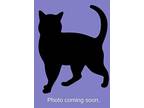 Chaz Domestic Shorthair Kitten Female