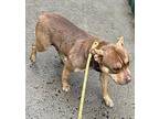 Moonbeam American Pit Bull Terrier Adult Female