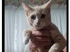 Princess Domestic Shorthair Kitten Female