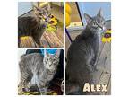 Alex Domestic Mediumhair Adult Male