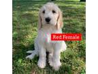 Red puppy