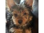 Yorkshire Terrier Puppy for sale in North Port, FL, USA