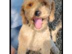 Mutt Puppy for sale in Gallatin, MO, USA