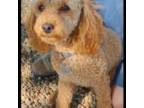 Poodle (Toy) Puppy for sale in Gallatin, MO, USA