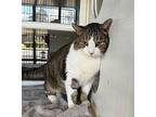 STRIPE Domestic Shorthair Senior Male