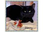 HENRY Domestic Shorthair Adult Male