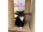 Dalia Domestic Shorthair Female