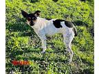 Holiday Rat Terrier Adult Female