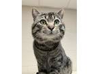 Roger Domestic Shorthair Adult Male