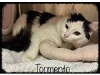 TORMENTO see also Senor Gato Domestic Shorthair Young Male